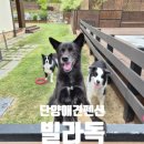 프렌치독 | 단양애견펜션 추천 강아지도 놀수있는 수영장있는 빌라독 독채펜션 후기