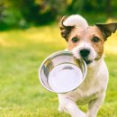 강서동물병원 이미지