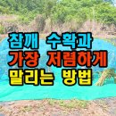 참깨 수확과 가장 저렴하게 말리는 방법 이미지