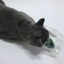 올캣코리아 이미지