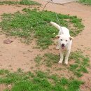 예쁜강쥐 이미지