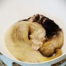 테이블에이 이미지