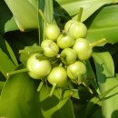 문주란 자생지 이미지