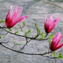 다나안마원 이미지