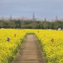 낙동강관리본부 대저생태공원 1 이미지