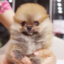 The 쇼독 이미지