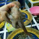 뻘낙지수산 이미지