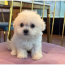 하남강아지 이미지