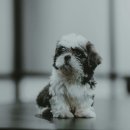 행복을찾는동물병원 이미지