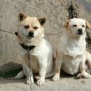 오구오구 Daum카페