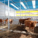 신호축사 이미지