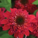 스쿱(SCOOP) 이미지