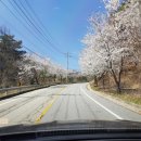 양평벚꽃하우스 이미지