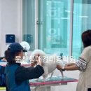 정애견미용학원 - 창원시 진해구 진해대로921번길 3 | 정애견미용학원