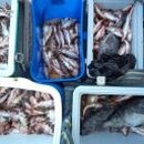 영일1호 이미지