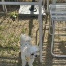 뽀숑뽀숑 이미지