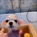 아임그루머 이미지