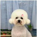 몽개구름 | 인천 간석동 애견미용, 몽개구름에서 강아지의 사랑스러운 변신을 만나다