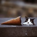 엉뚱푸드 이미지