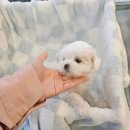 도그마루 강아지고양이 청주점 이미지