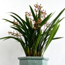 꽃보다 보세 이미지