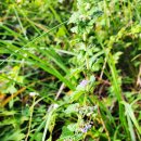 박하제주 이미지