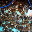 빼뽀참게 이미지