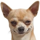 신성신발 이미지