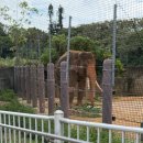한국쿄와기린(주) | 오키나와 아기랑 가족여행 가볼곳 어린이나라 동물원 입장권 기린 코끼리 사자 후기