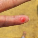 21대 대통령선거 사전 투표 모음 2탄 이미지