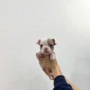 강아지분양 마이댕냥 일산점 | 다양한 견종이 있는 강아지분양 마이댕냥 일산점 일산