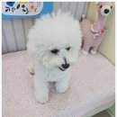 우리집강아지예쁘개 이미지