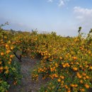 대보농장 이미지