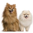 쇼독(Show dog) 이미지