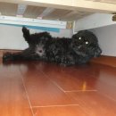 닥터 아이펫 동물병원 이미지