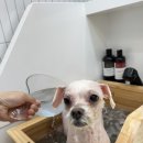 댕그루멍 이미지