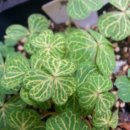 Gold Veined Oxalis( 황금 잎맥 옥살리스) 이미지