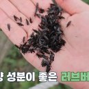 소고기보다 단백질 함유량이 3배 높은 것 이미지