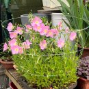 해맑음제면소 이미지