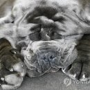 Show Dog 이미지