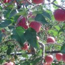 복합농장 이미지