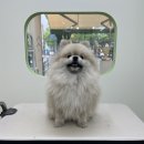 아워퍼피 이미지