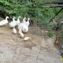 우리집 오리 이미지