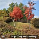 유자네 댕댕이 이미지