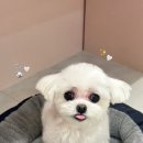 꾸니베어 이미지