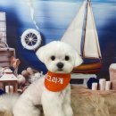 동그라개 이미지