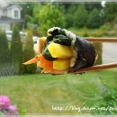 꽁지김밥 이미지