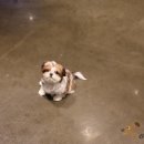 아트펫 갤러리 이미지