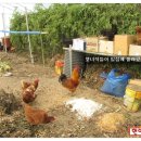 닭장 이미지