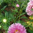 들국화민박 이미지